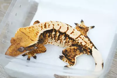 plant/ps788 Felix x eras female tri frost line-0-thumbnail