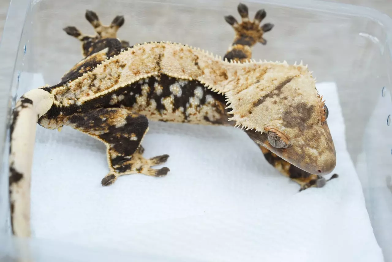 plant/ps790 het empty back (frost line cross) male-1