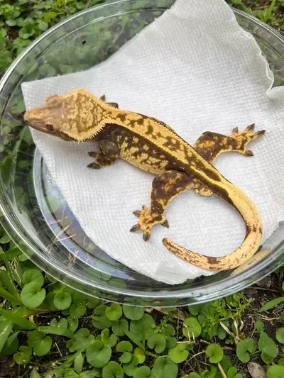 plant/Tangerine Empty Back White Out Soft Male (487CS24)-0-thumbnail