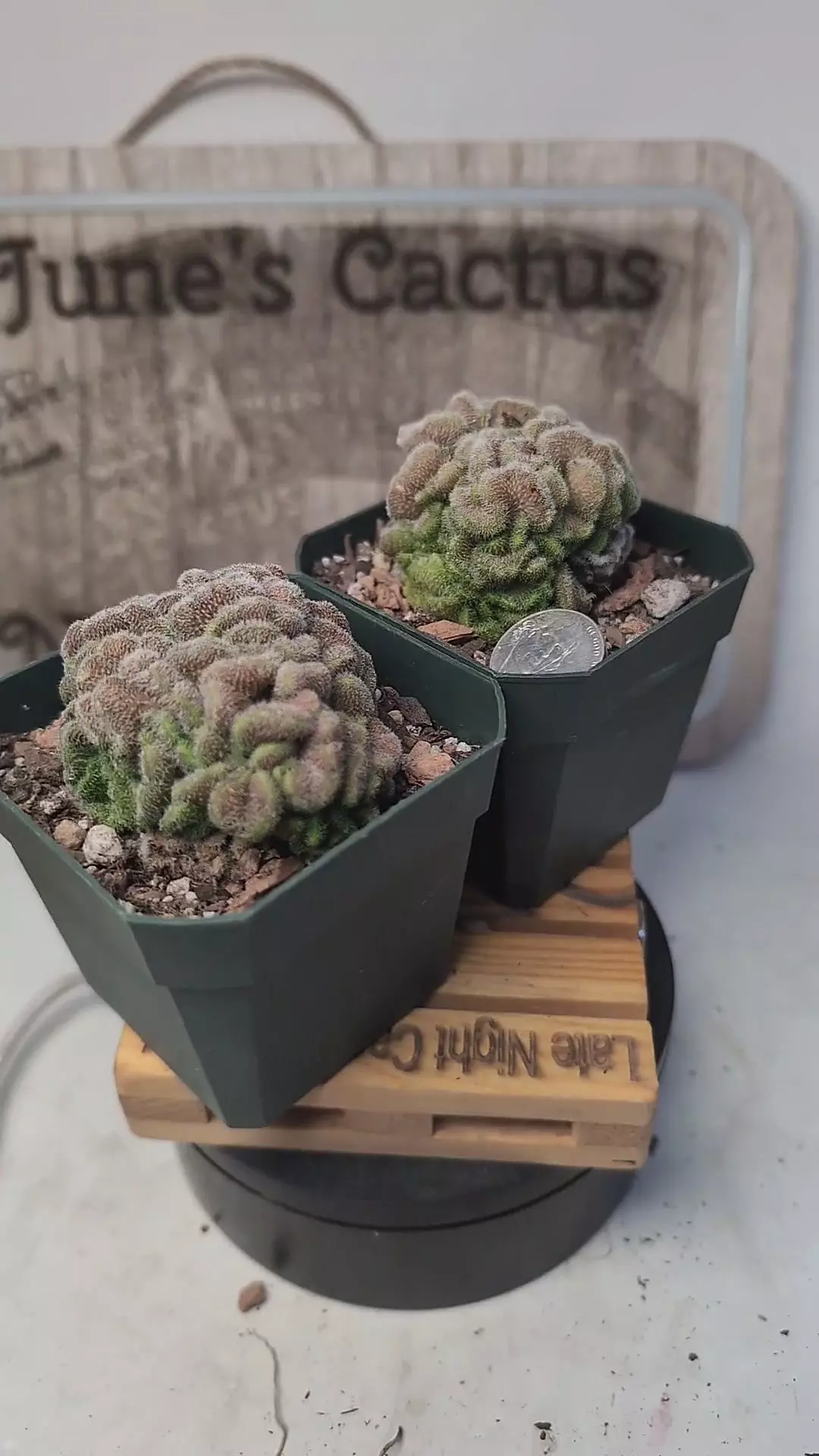 plant/k699 mammillaria yokan brains, 2.75" pots, gc-0