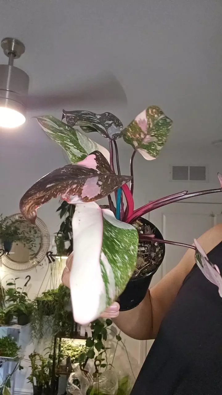 plant/pink princess galaxy-0