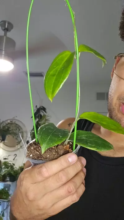 plant/hoya ut-033-0-thumbnail