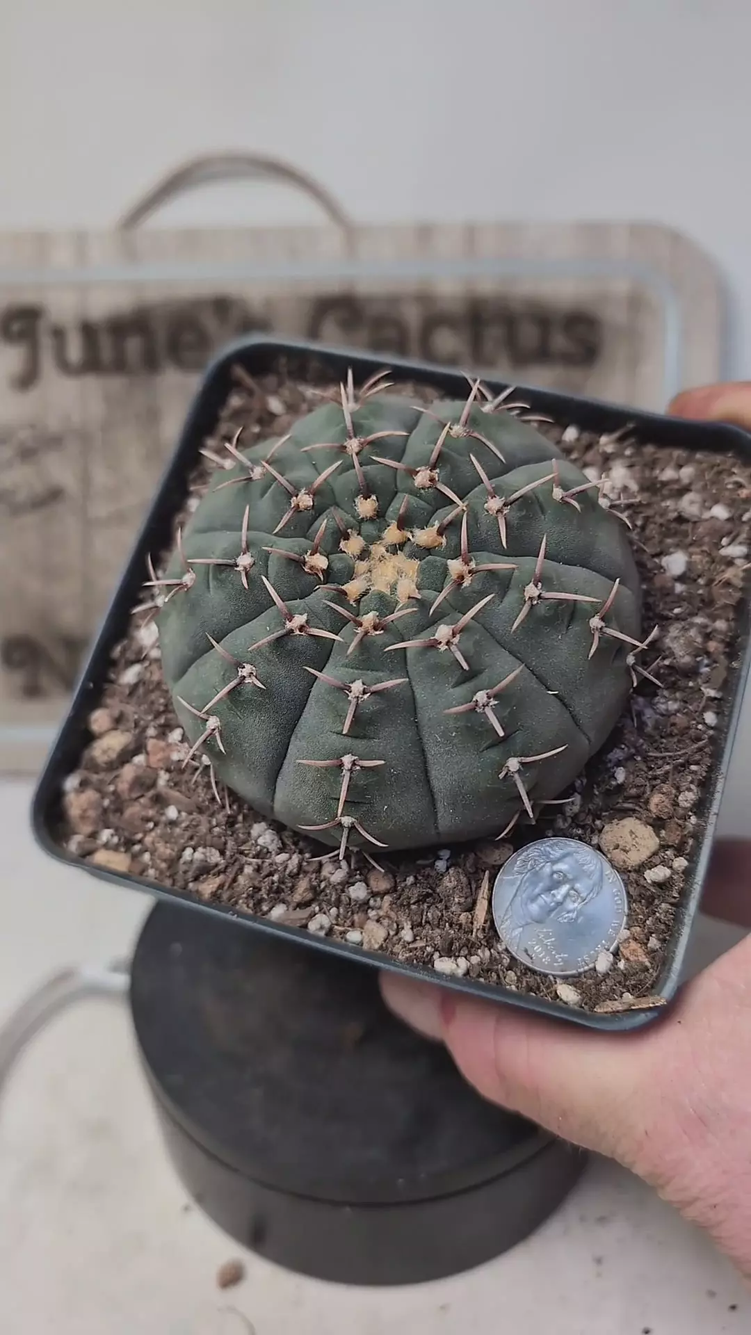 plant/k708 Gymno vatteri 4" pot-0