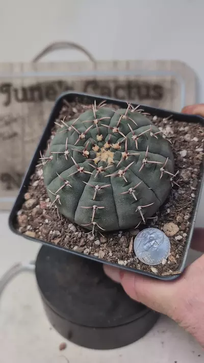 plant/k708 Gymno vatteri 4" pot-0-thumbnail