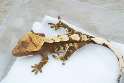 plant/ps797 100% het axanthic male-0-thumbnail