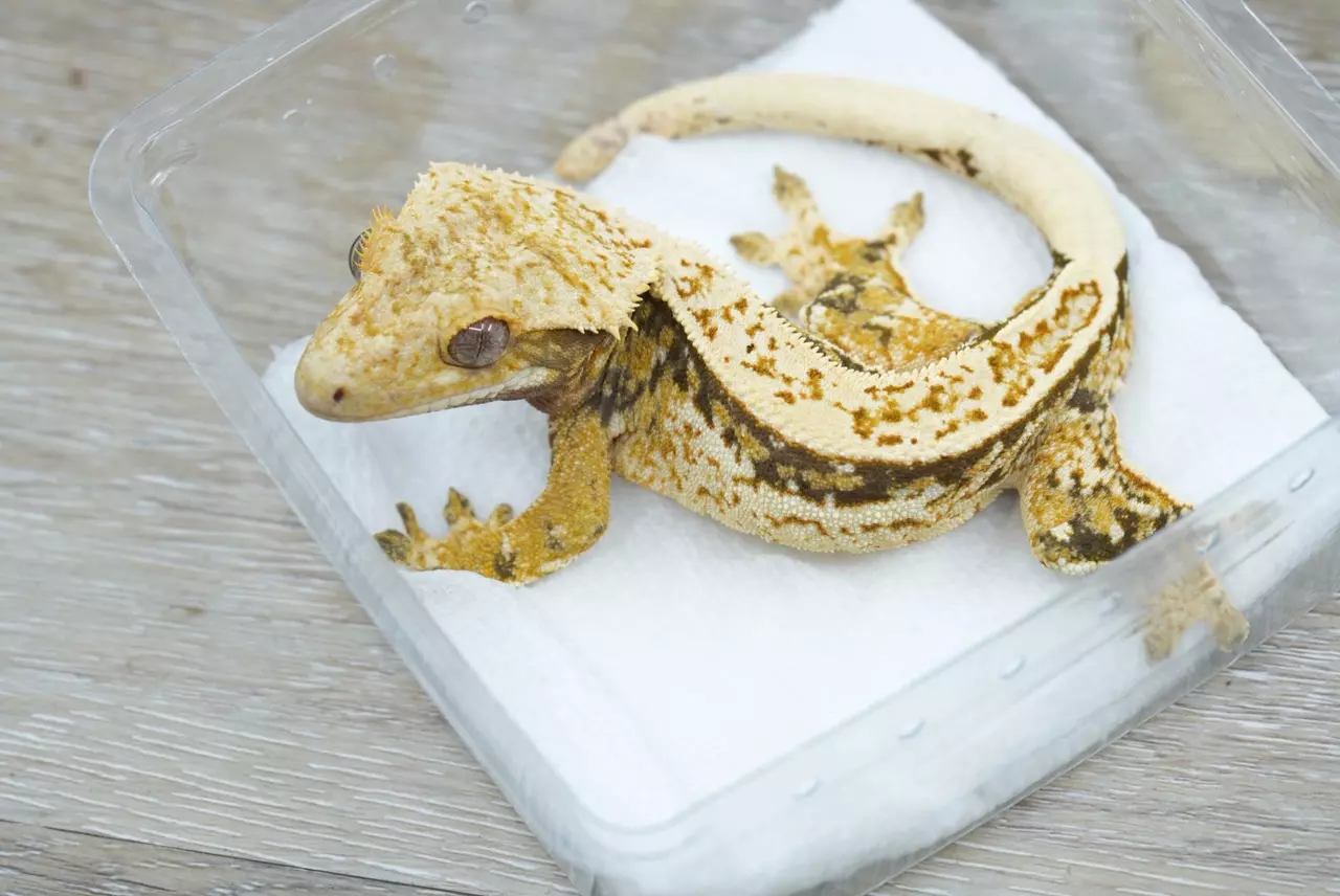 plant/ps793 male tri color (twiggy x Dino)-0