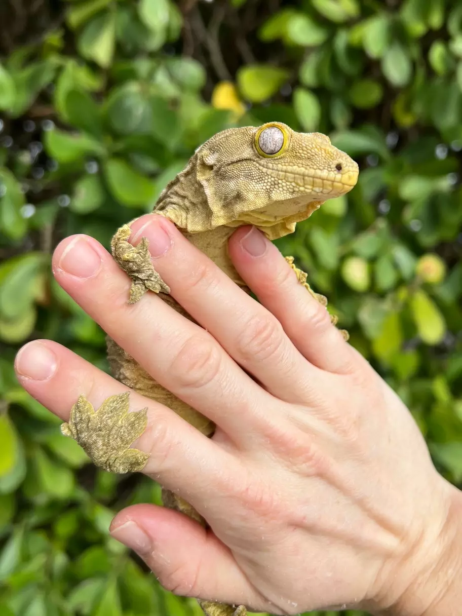 plant/Pine Island Leachianus Adult Female (LEC25-23)-1