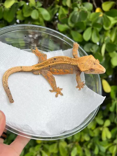 plant/Calico Project Male (333CS24)-0-thumbnail