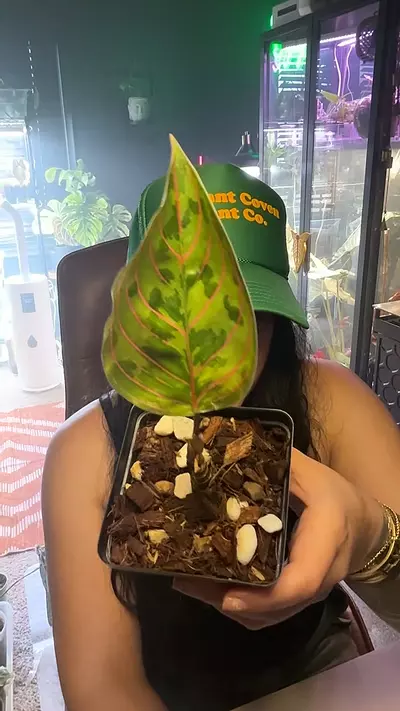 plant/Aglaonema Red Army-0-thumbnail