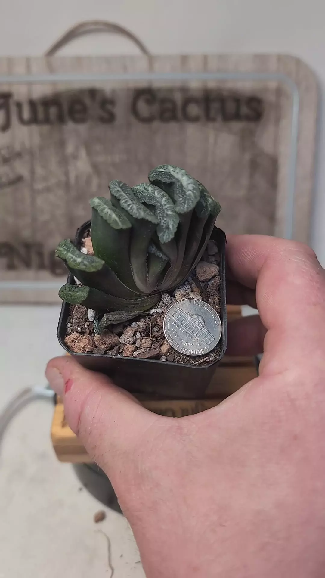 plant/k701 haworthia truncata 2.25" pot-0