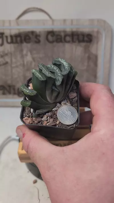 plant/k701 haworthia truncata 2.25" pot-0-thumbnail