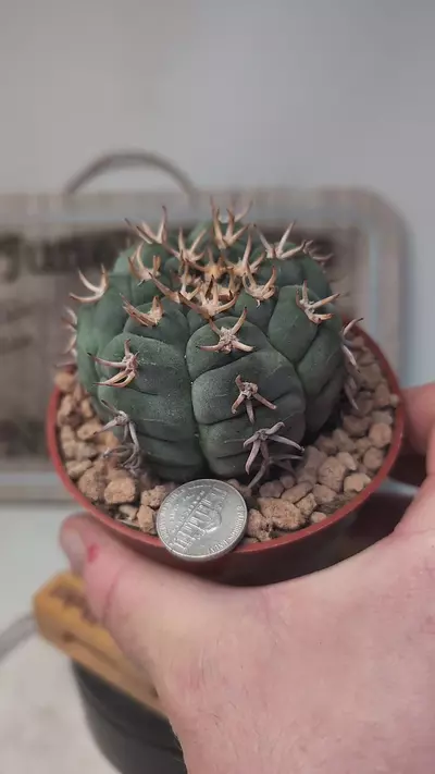 plant/k686 gymnocalycium unguispinum 4" pot-0-thumbnail