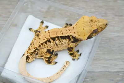 plant/ps779 Czech line tangerine x Felix/prestige male rtb-1-thumbnail