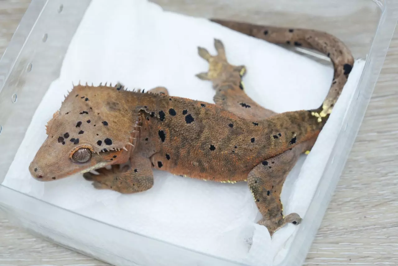 plant/ps789 male yellow phantom cappuccino Dalmatian-0