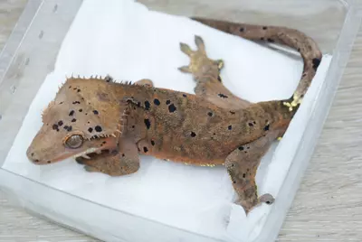 plant/ps789 male yellow phantom cappuccino Dalmatian-0-thumbnail