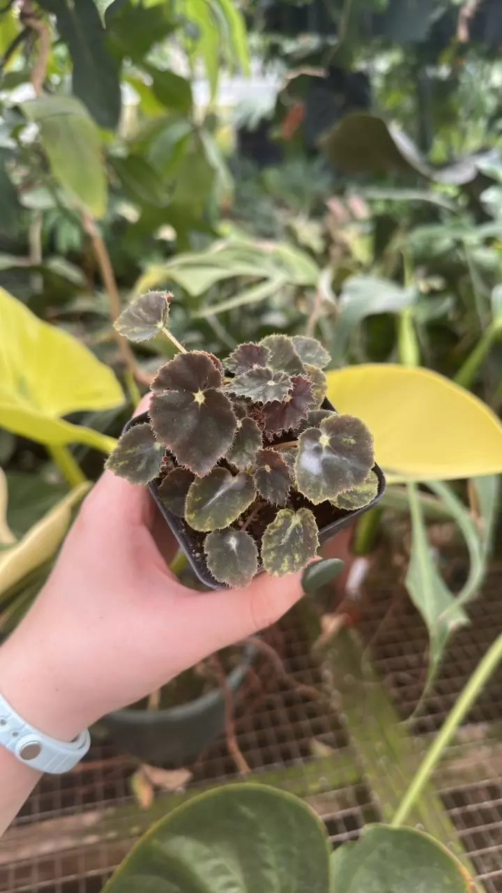 plant/PS-1892 Begonia 'Steve's Leaves Deb's Fireflies'-0