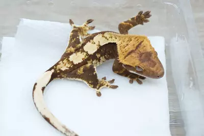 plant/ps797 100% het axanthic male-1-thumbnail