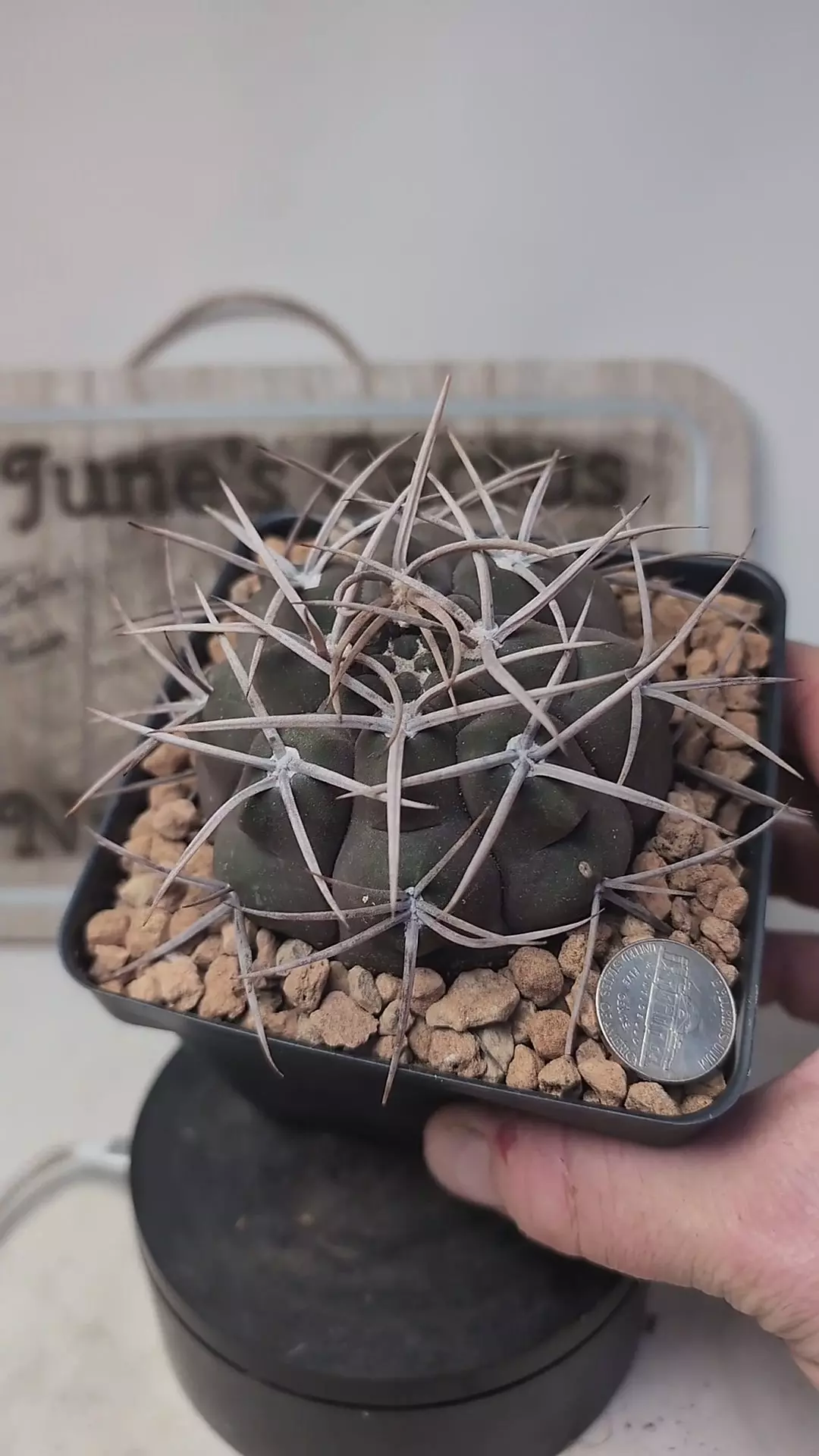 plant/k689 gymnocalycium mazanense morikane 4" pot-0