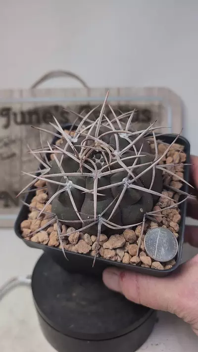plant/k689 gymnocalycium mazanense morikane 4" pot-0-thumbnail