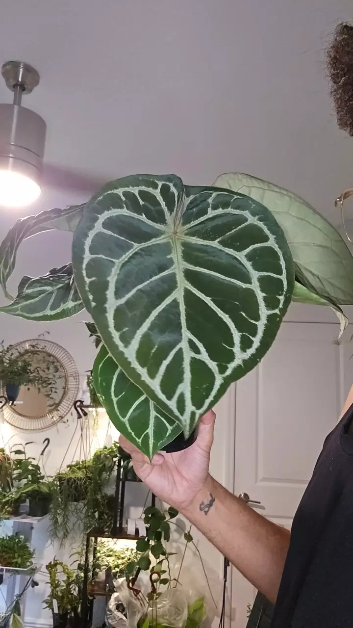 plant/anthurium rc x dorayaki-0