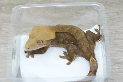 plant/ps796 dark phantom 50% het ax female (healed tail nip)-0-thumbnail