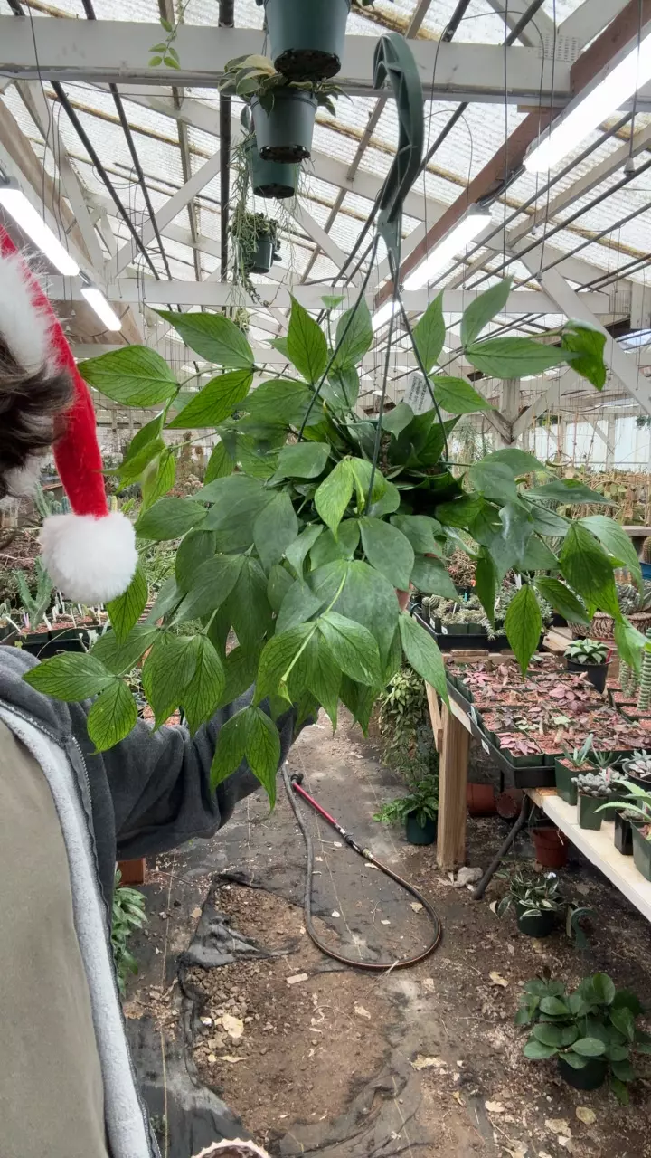 plant/H631 polyneurA-0