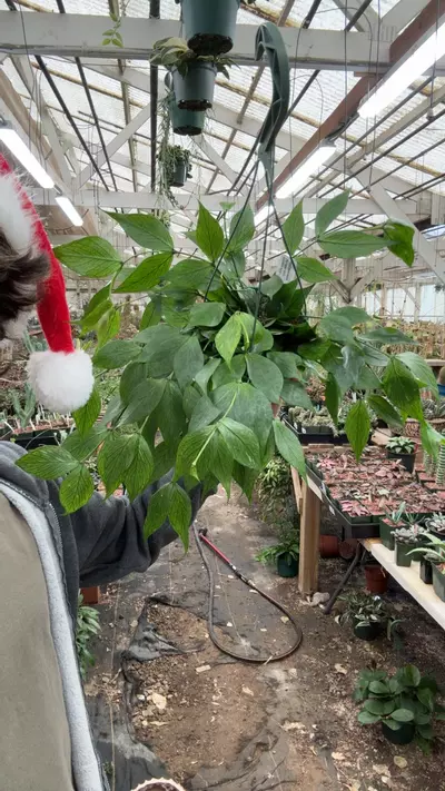 plant/H631 polyneurA-0-thumbnail