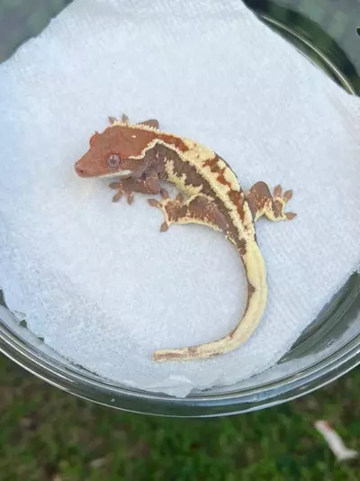 plant/Frappuccino Male (FRP25-34)-0-thumbnail