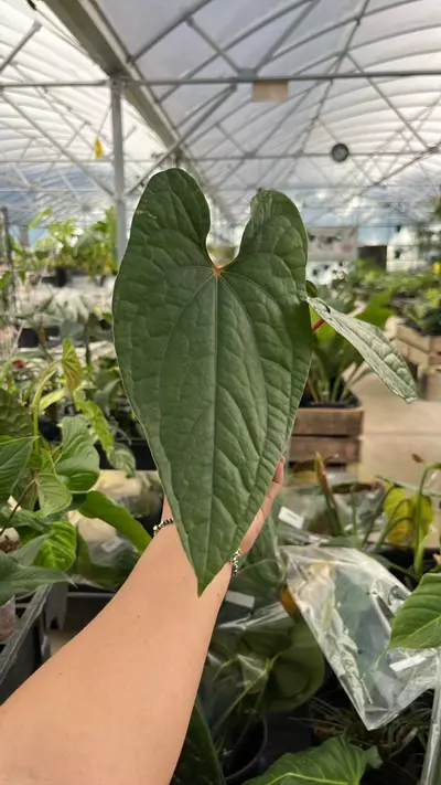 plant/d102 anth velvety eclipse-0-thumbnail