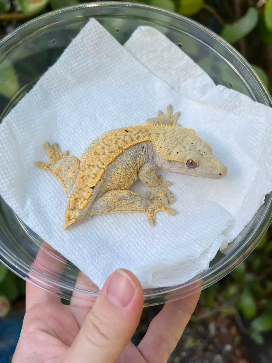 plant/Lavender Tangerine Oddball Soft Scale Female (144CS24)-0