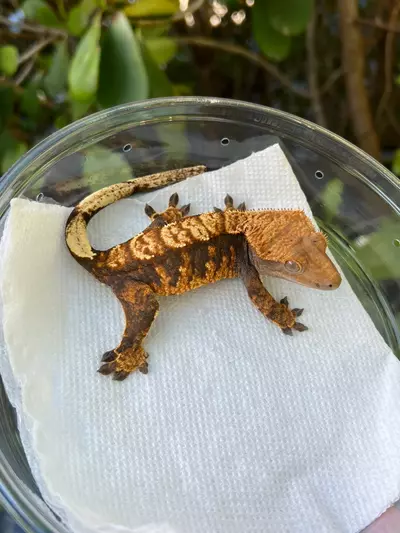 plant/Dark Harlequin Female (1108CS24)-0-thumbnail