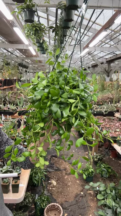 plant/H651 heusch-0-thumbnail