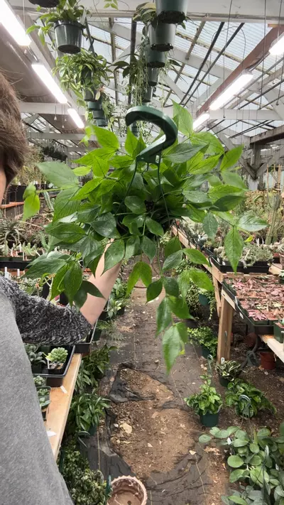 plant/H683 poly-0-thumbnail