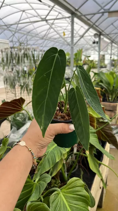 plant/im107 anth Zamora Queen-0-thumbnail