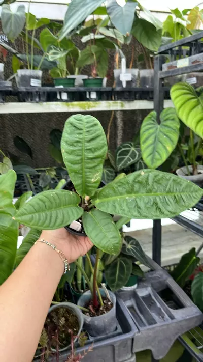 plant/d114 anth reflexinervium-0-thumbnail