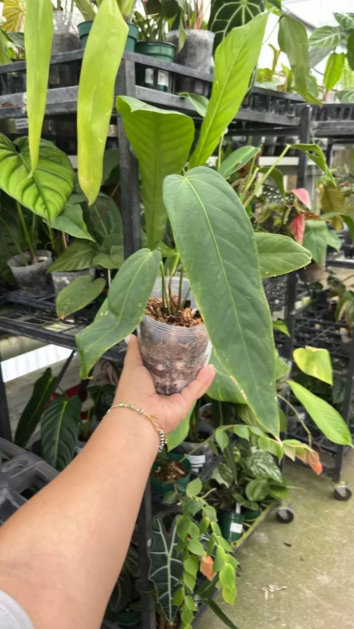 plant/im108 anth Panamenses-0