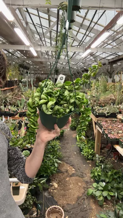 plant/H662 compacta-0-thumbnail