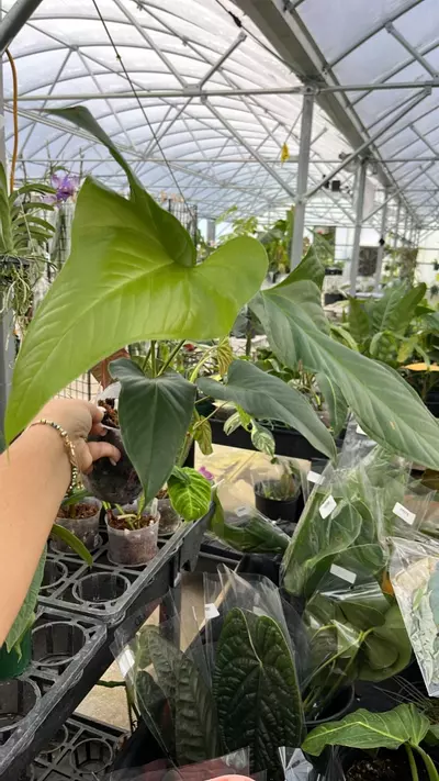 plant/im099 anth effusilobum-0-thumbnail