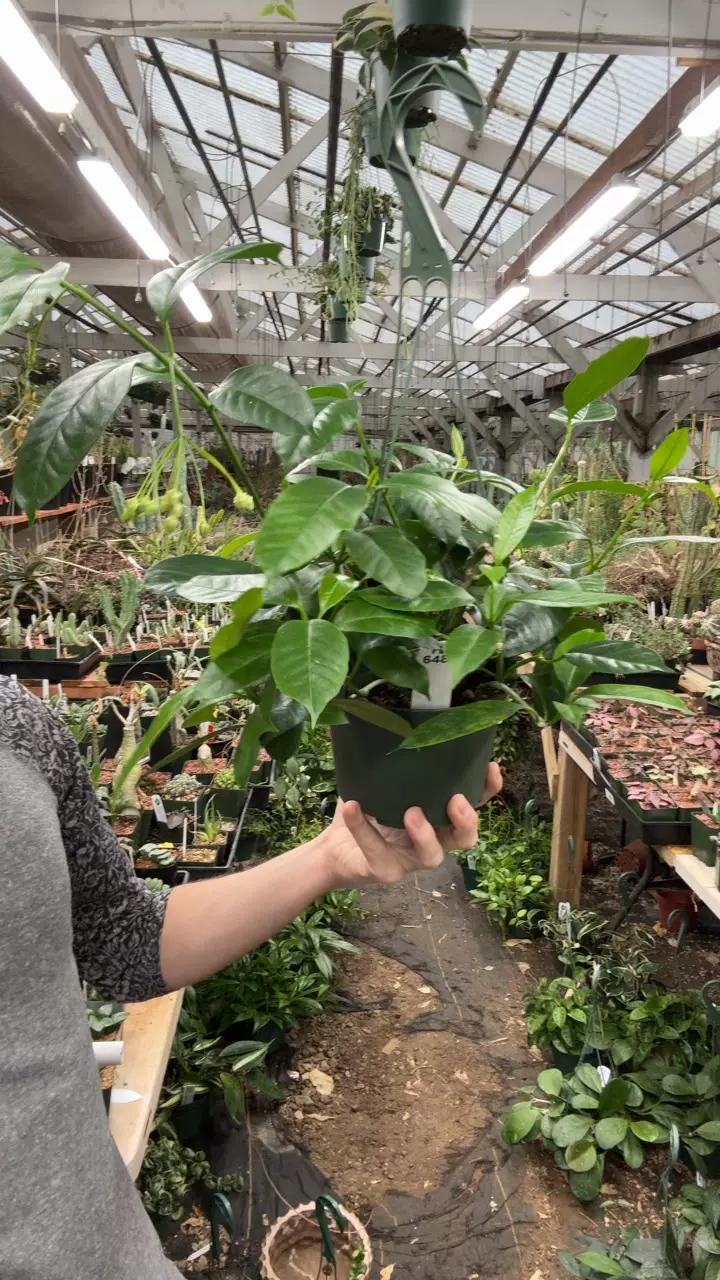 plant/H648 multiflora-0