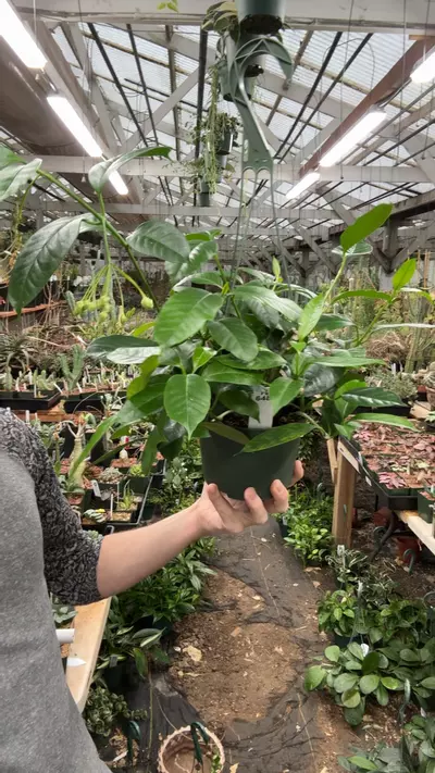 plant/H648 multiflora-0-thumbnail