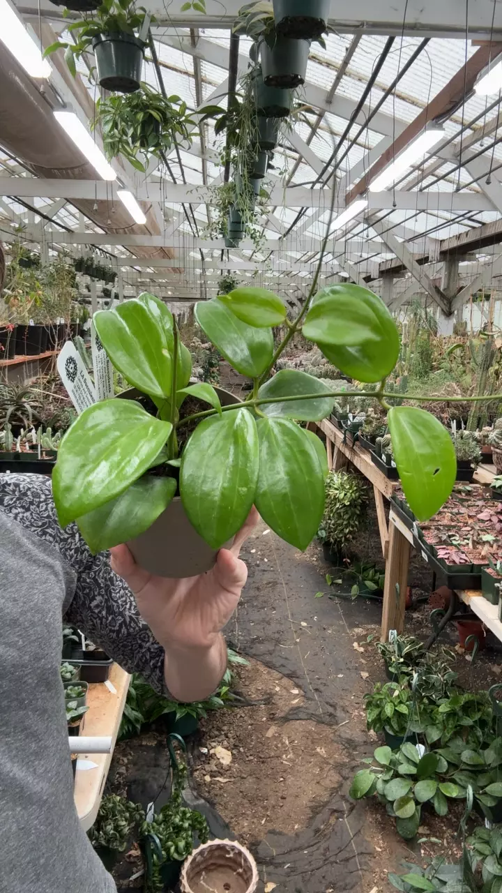 plant/H668 quiquenervia-0