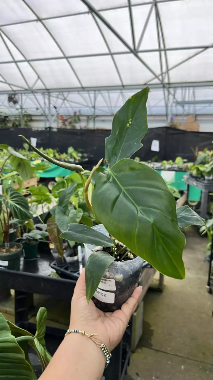 plant/im102 Philo Esmeraldense x tortum-0