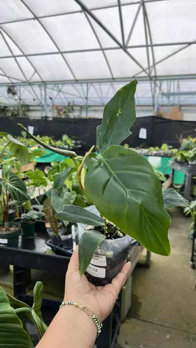 plant/im102 Philo Esmeraldense x tortum-0-thumbnail