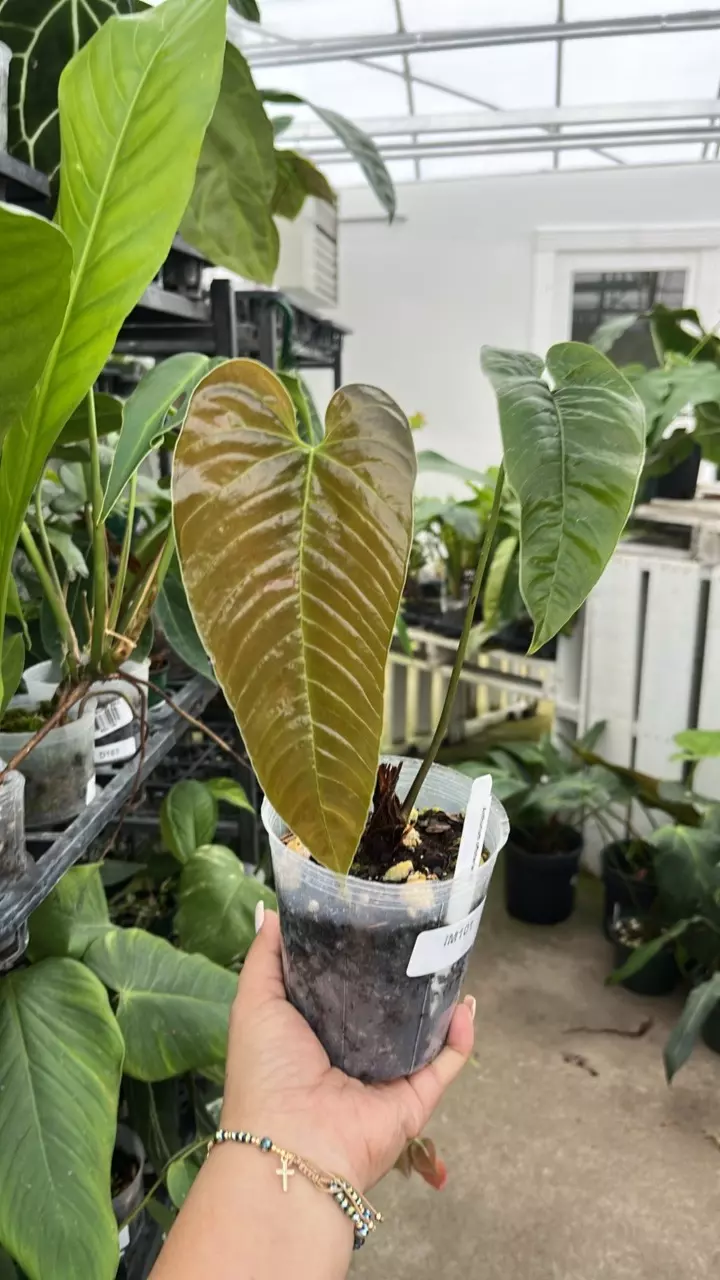 plant/im101 anth offolterianum-0