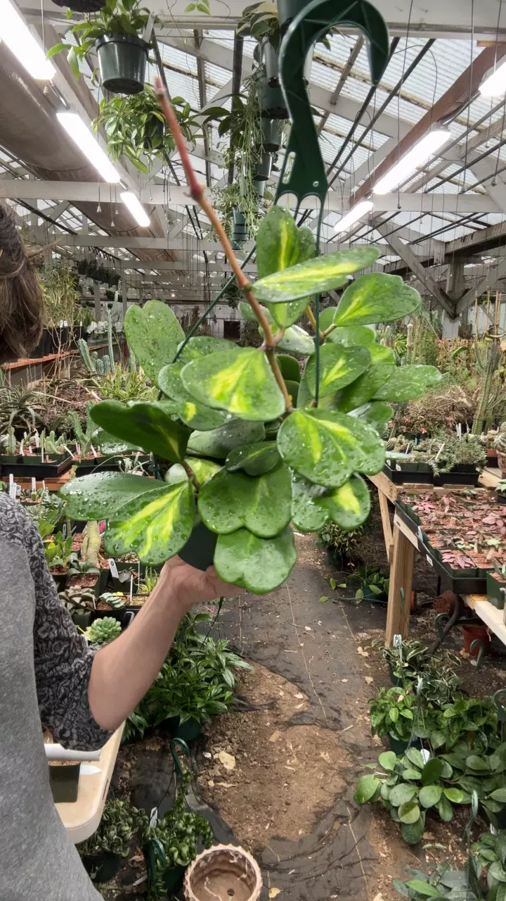 plant/H675 kerrii inner var-0