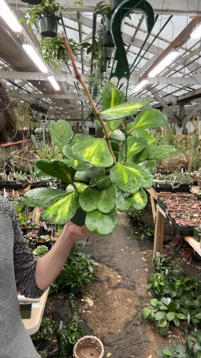 plant/H675 kerrii inner var-0-thumbnail