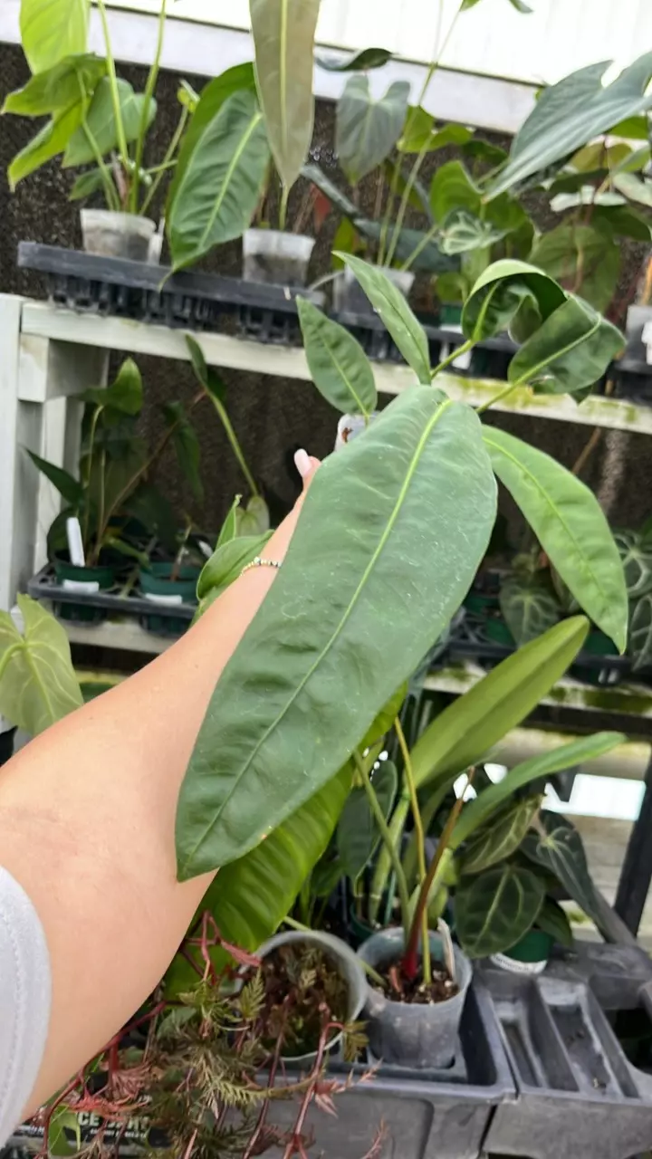 plant/d106 anth pendens aff-0