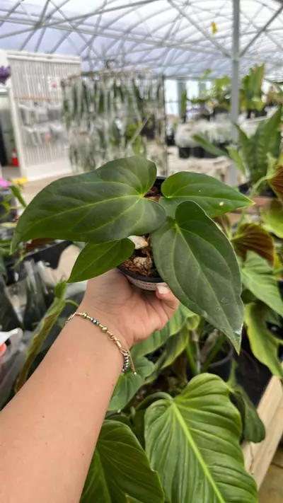 plant/d111 Anth Luis mustache-0-thumbnail