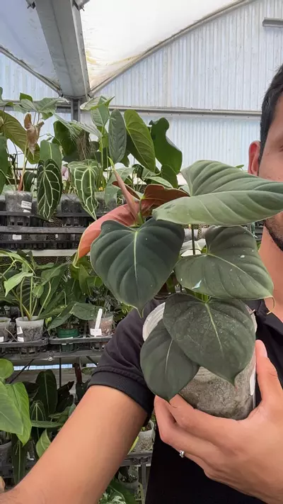 plant/D101 philodendron lupinum-0-thumbnail