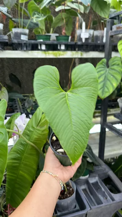 plant/im105 anth marcocorreae-0-thumbnail